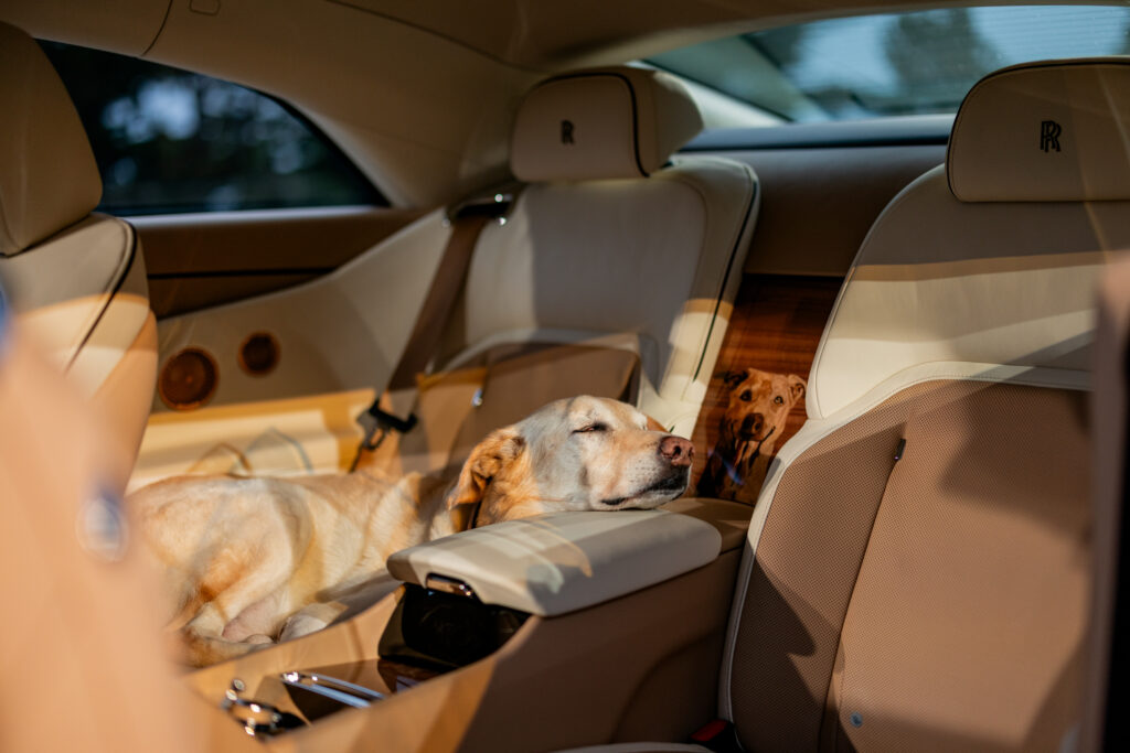 Rolls-Royce Spectre Bailey with the original Bailey asleep in the back