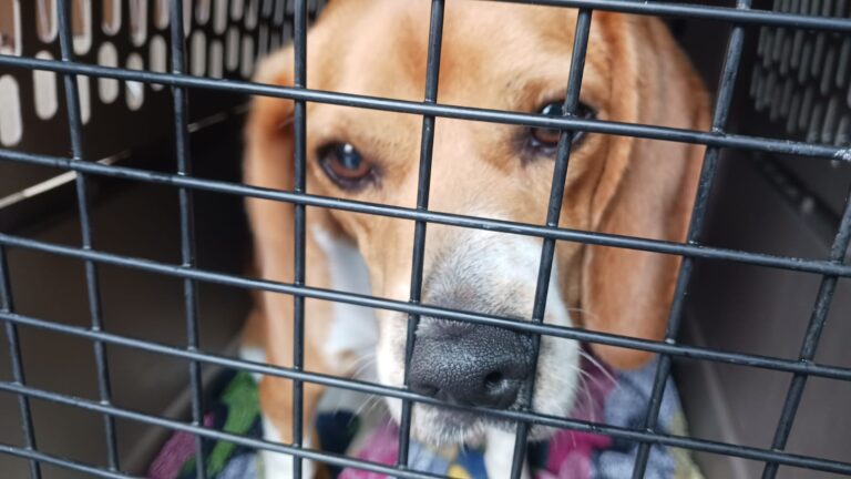 Beagles, Vans, and a Cross-Country Mission: How Three Automakers and a Handful of Humans Saved 14 Dogs