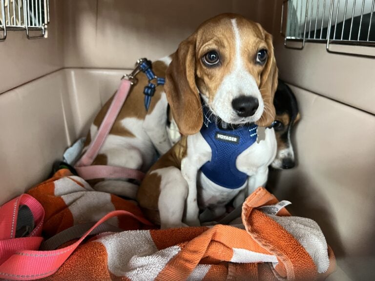 Dogs being transported on Operation Frodo