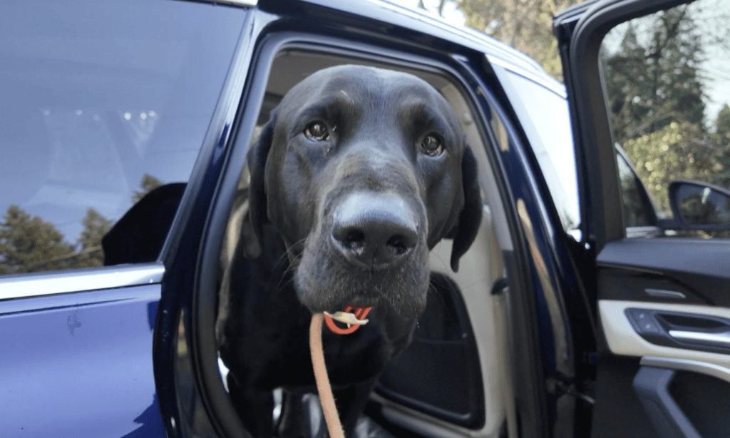 Bill the Dog Tests Out The New Audi Q5